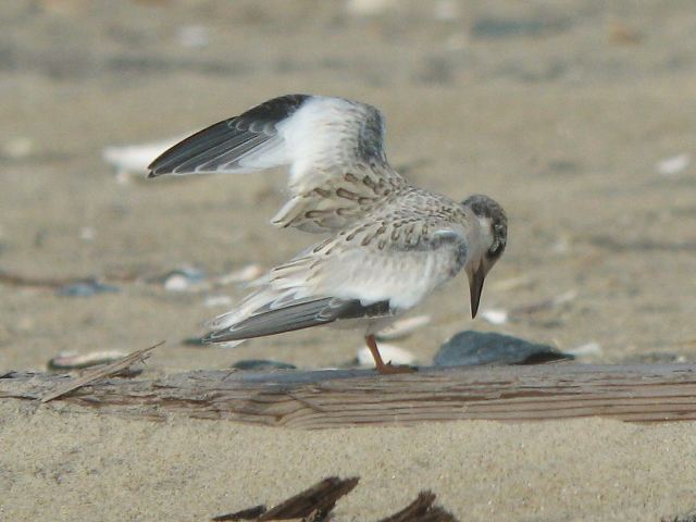 Least Tern Least Tern